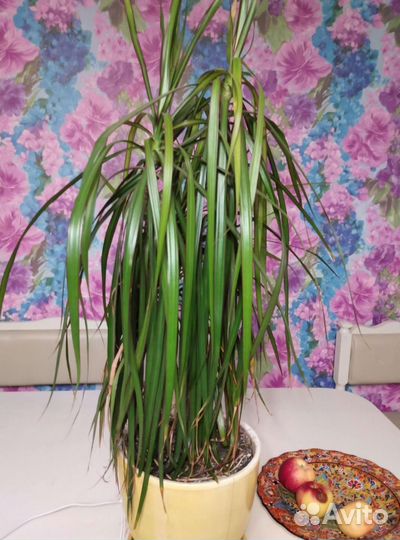 Пальма драцена