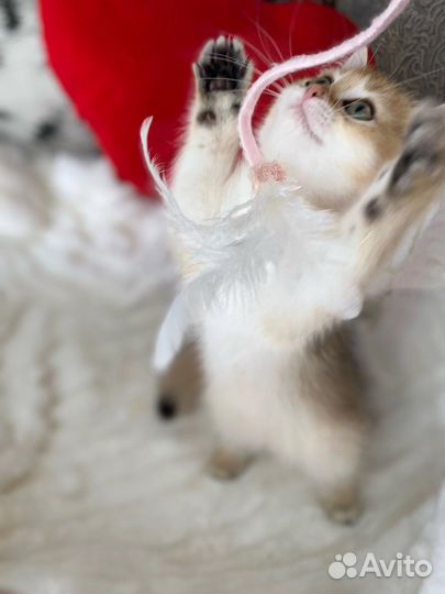 Котята золотой британской шиншиллы
