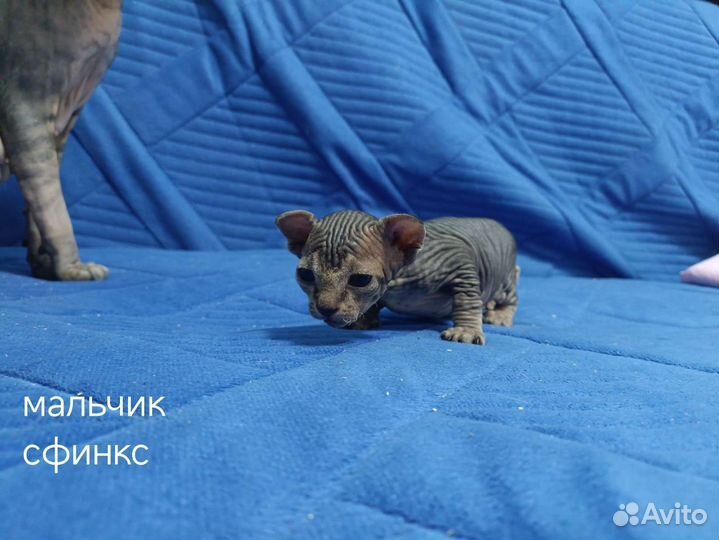 Котята Сфинкс, Эльф