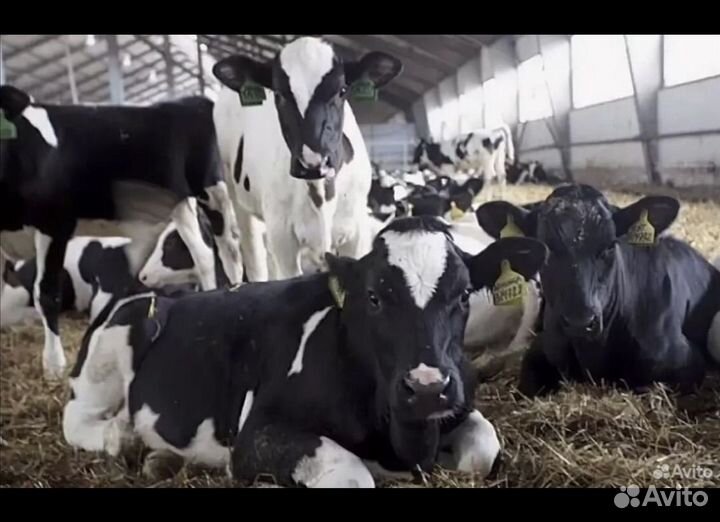 Бычки на откорм
