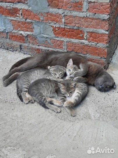 Кошка в добрые руки