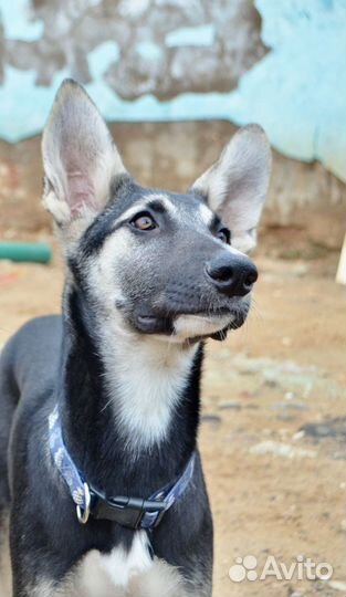 Метис овчарки