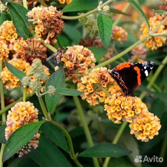 Будлея Клематис Каприфоль Жимоласть