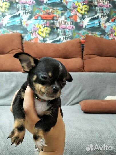 Щенки чихуахуа