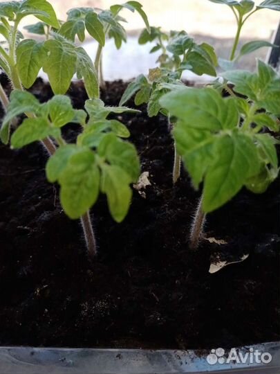 Земля чернозем плодородный грунт