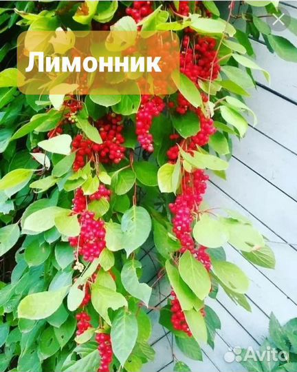 Лимонник,глициния,Акебия