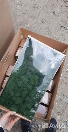 Ягель стабилизированный мох