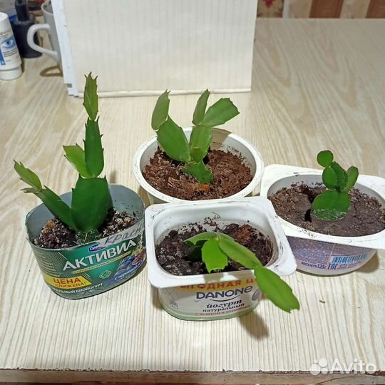 Декабрист и белый Рипсалидопсис