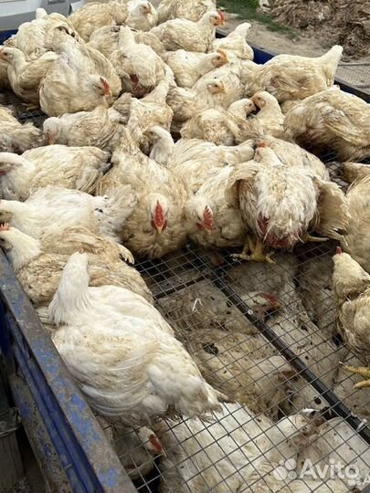 Куры бройлеры