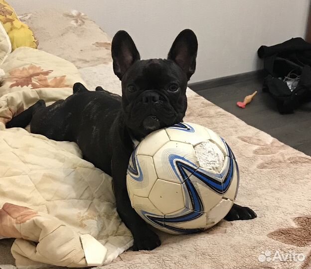 Кобель для вязки