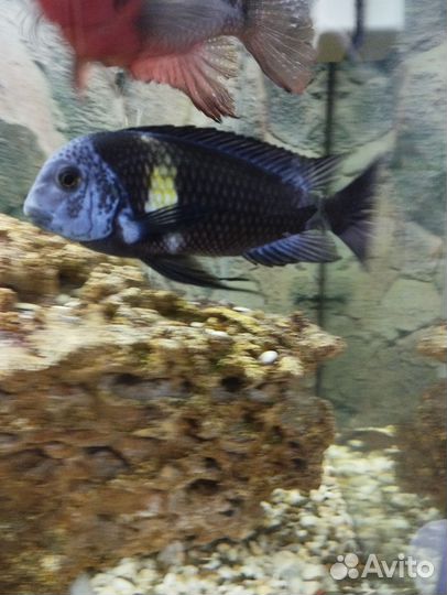 Трофеус звездчатый