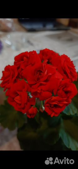 Взрослые розебудные герани