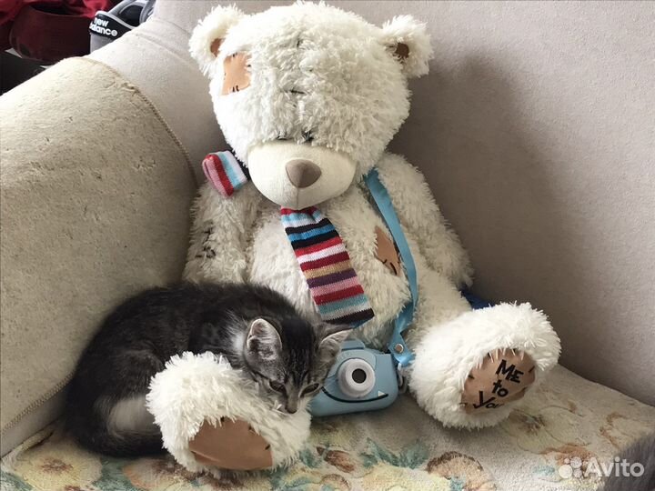 Котик мальчик, в добрые руки