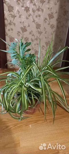 Комнатные цветые горшках