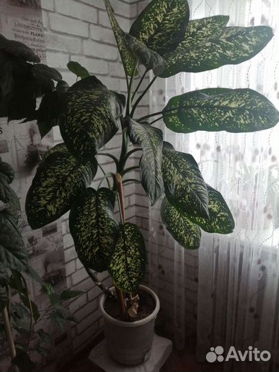 Диффенбахия