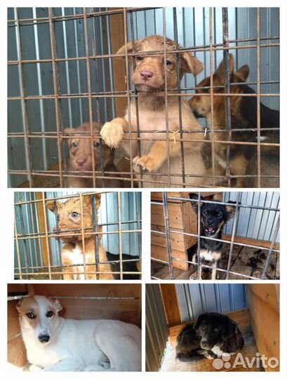 Собака в добрые руки