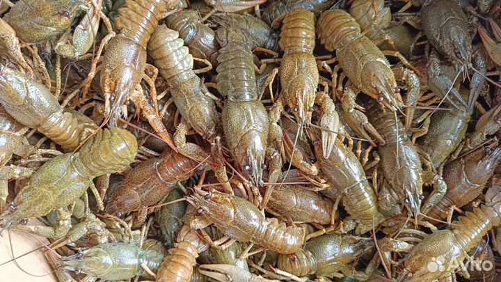 Раки кусаки