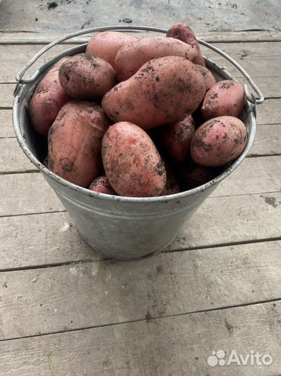 Продам картофель