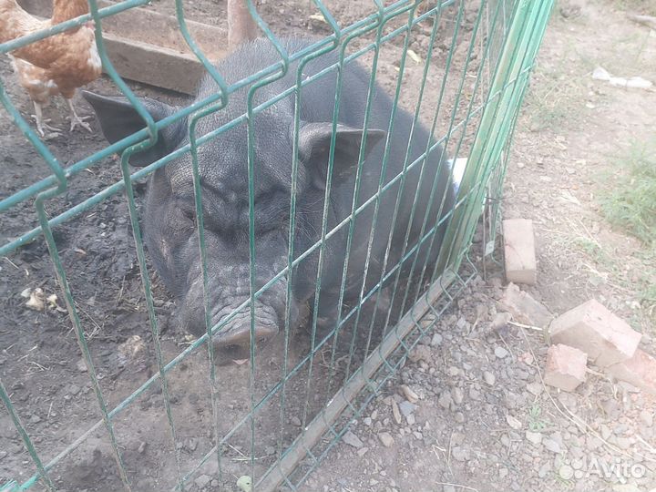 Вьетнамский вислобрюхий хряк