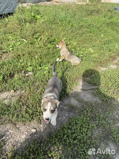 Щенки от хаски