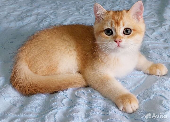 Британский мальчик ny12