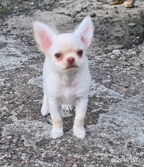 Мальчик крем дл/ш