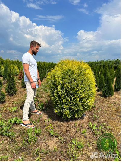 Туя даника с доставкой