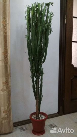 Молочай кактус