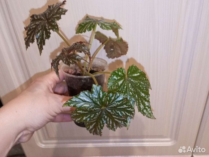 Бегония Грифон. Детка