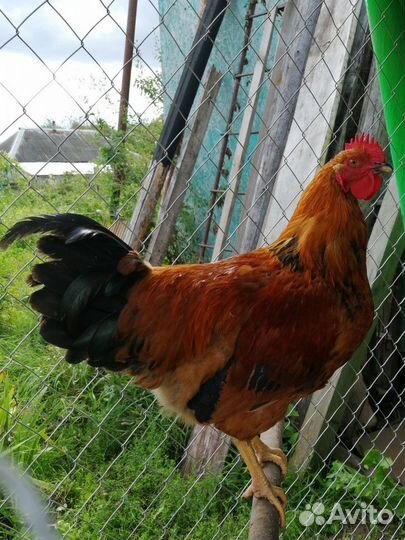 Петух кучинской юбилейной