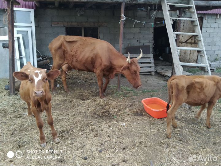 Корова,телята,куры
