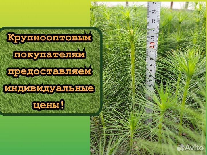 Сеянцы зкс ели и сосны