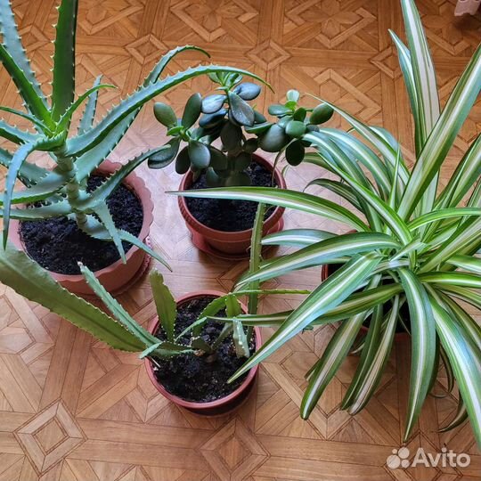Цветы: алоэ, хлорофитум, эпифиллум, толстянка