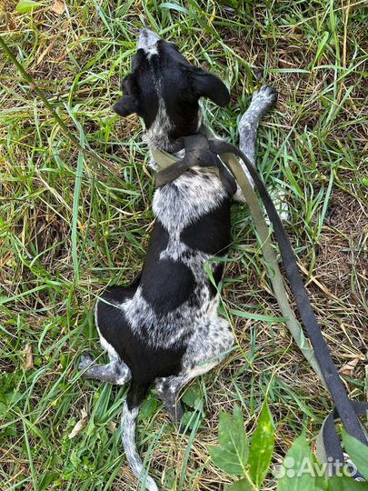 Щенок из приюта бесплатно