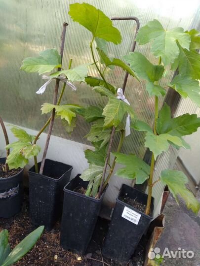 Калина бульдонеж