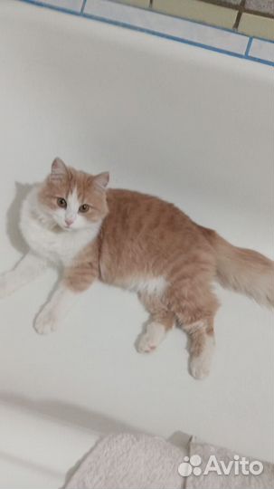Отдам кошку в добрые руки