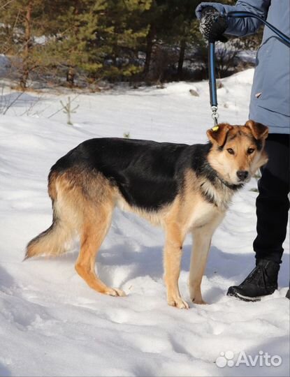 Собака Мухтар