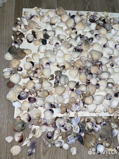 Морские ракушки раковины