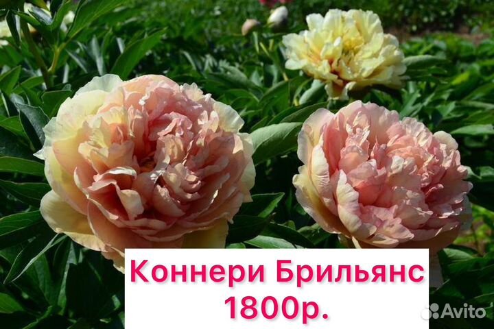 Пионы саженцы