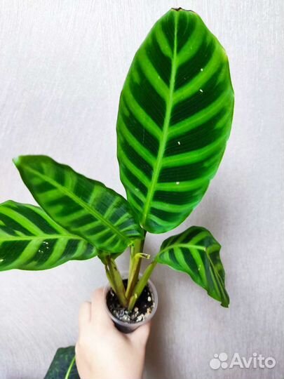 Калатея зебрина