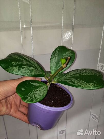 Хойя Керри (сердечко)