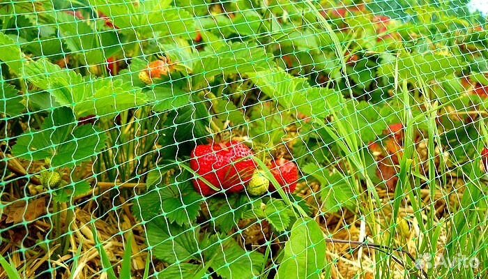 Сетка от птиц 2 м на 5 метров