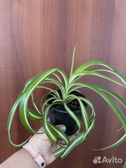 Комнатные растения / цветы