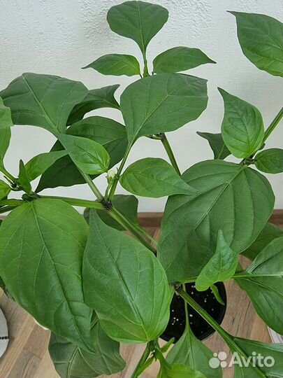 Перец острый холопеньо