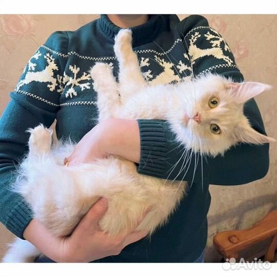 Мейн-кун взрослый