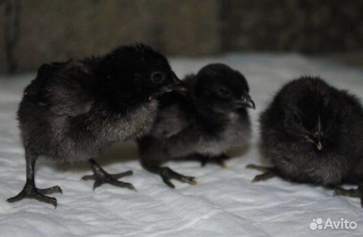 Цыплята ухейилюй