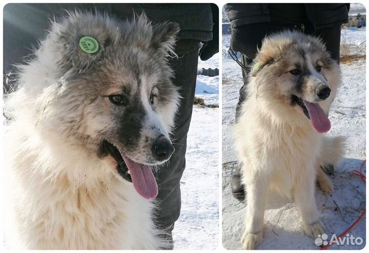 Крупные собаки привиты, чипированы, кастрированы