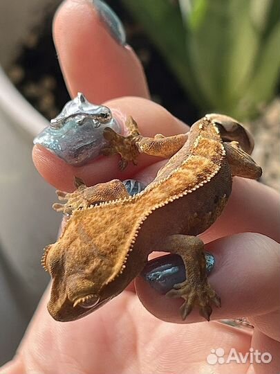 Реснитчатый геккон бананоед