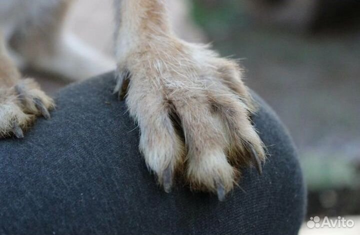 Лакомства из кролика сушёные для собак