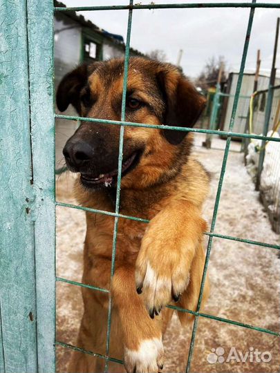 Бурбон ищет родителей